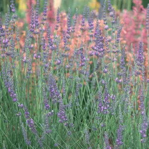 Phenomenal Lavender