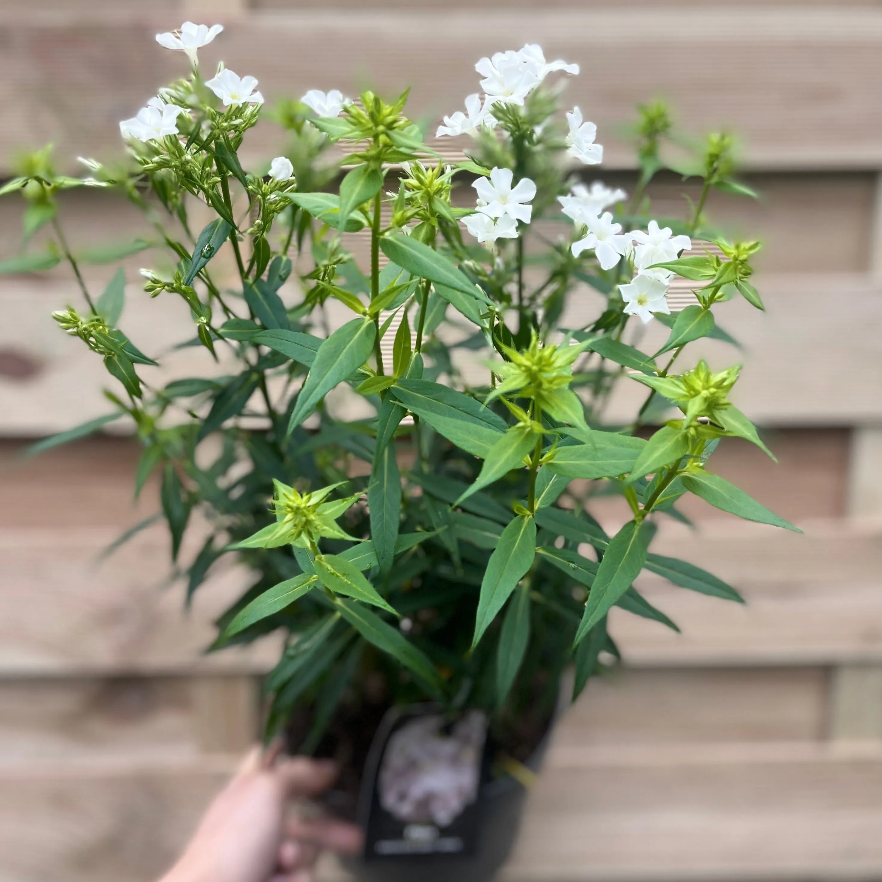 Phlox paniculata Early White 2L