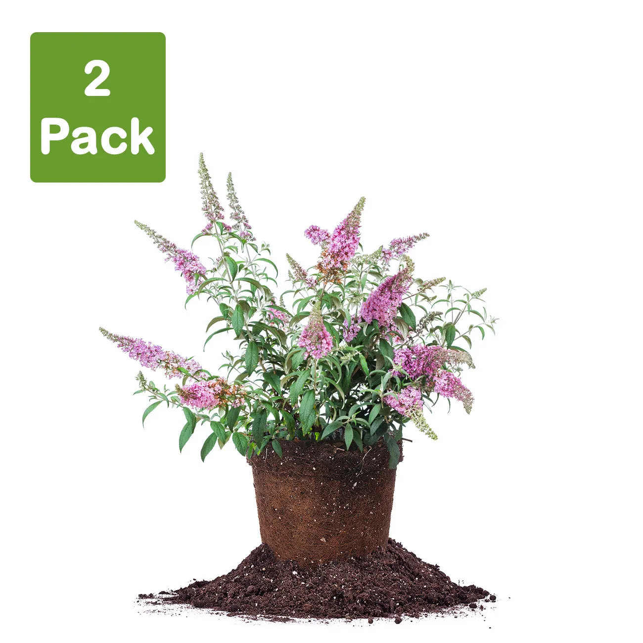 Pink Delight Butterfly Bush