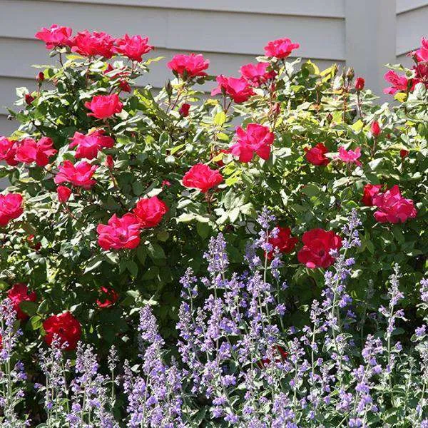 Rosa Knock Out® ('Radrazz')