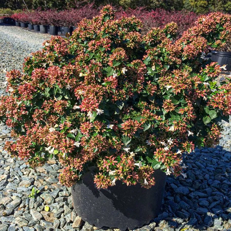 Rose Creek Abelia