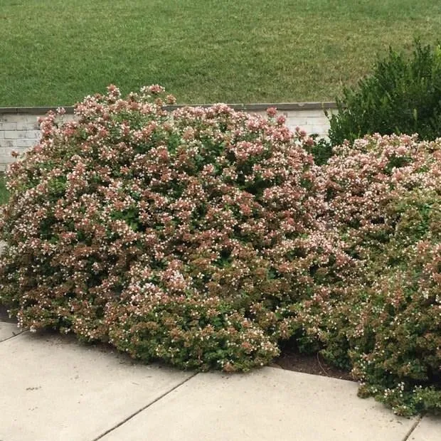 Rose Creek Abelia
