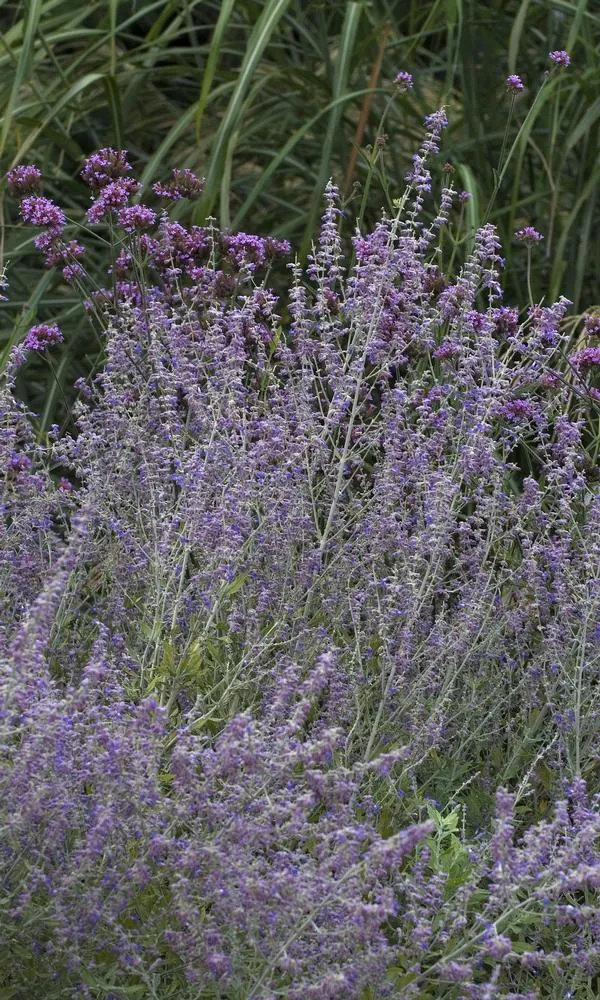 Russian Sage - Perovskia atriplicifolia ‘Little Spire’