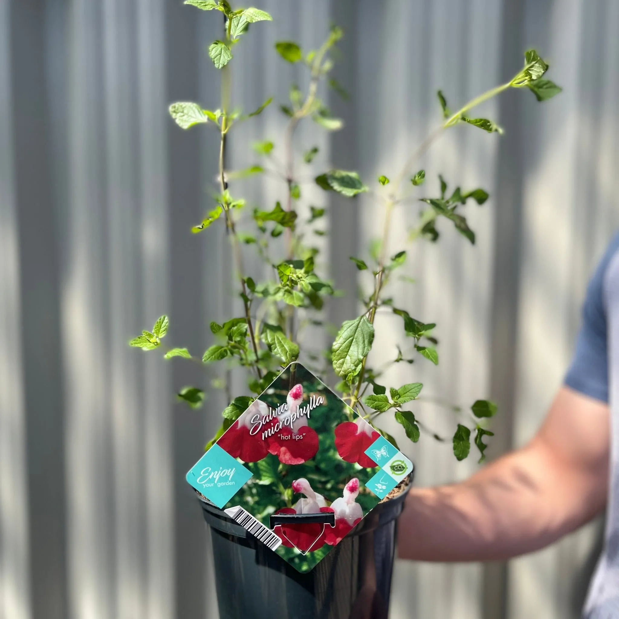 Salvia 'Hot Lips' 1L/2L