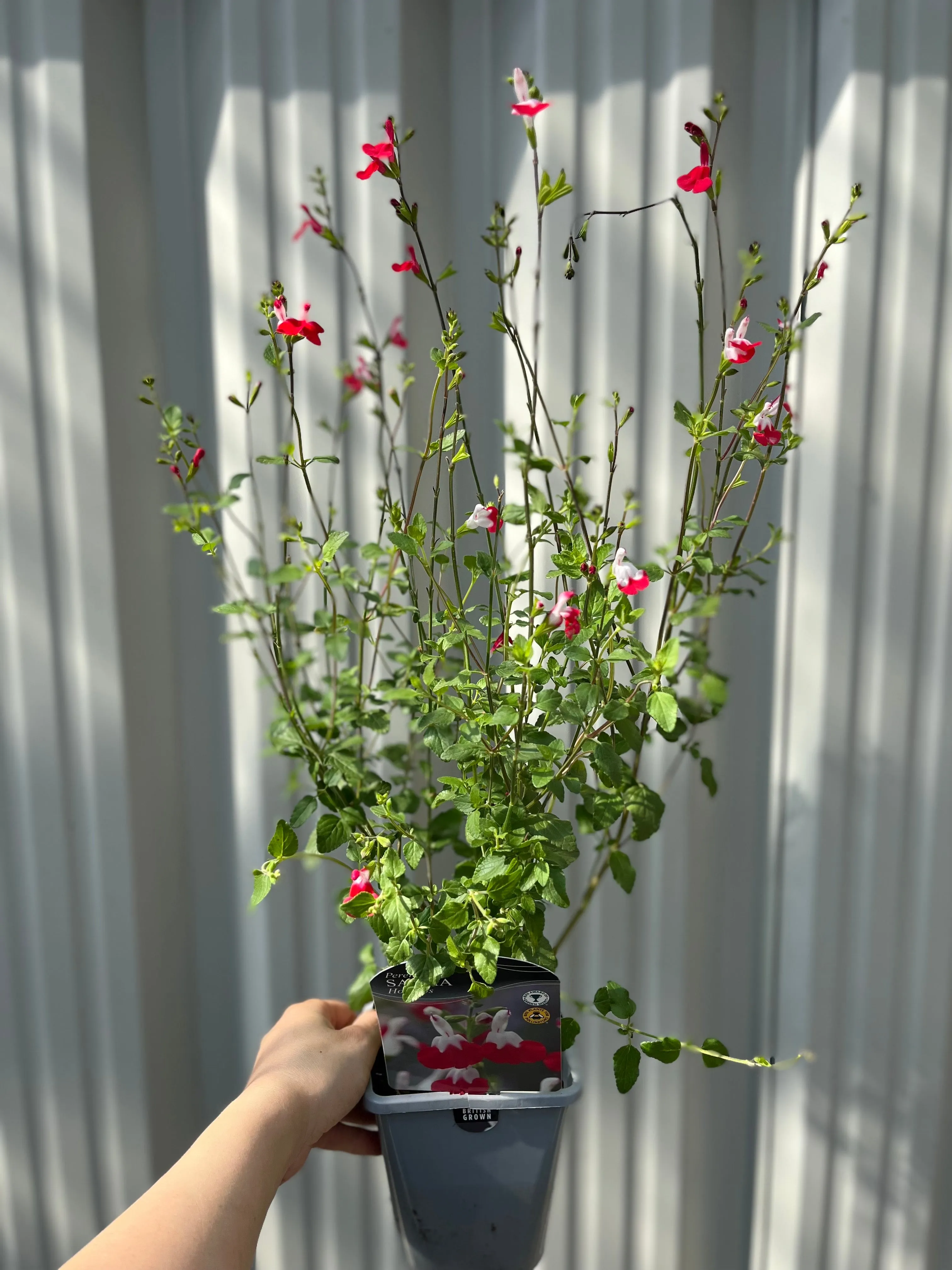 Salvia 'Hot Lips' 1L/2L