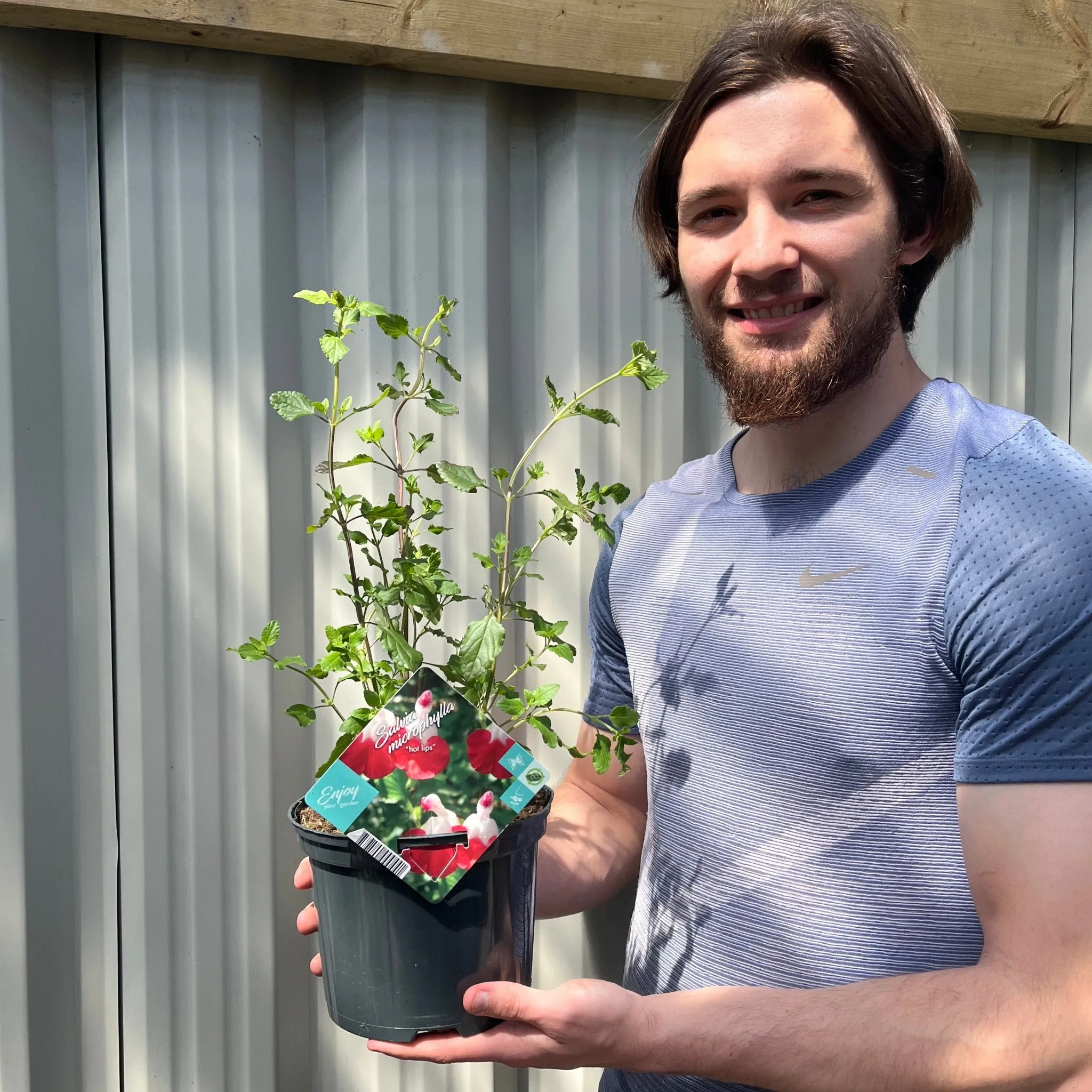 Salvia 'Hot Lips' 1L/2L