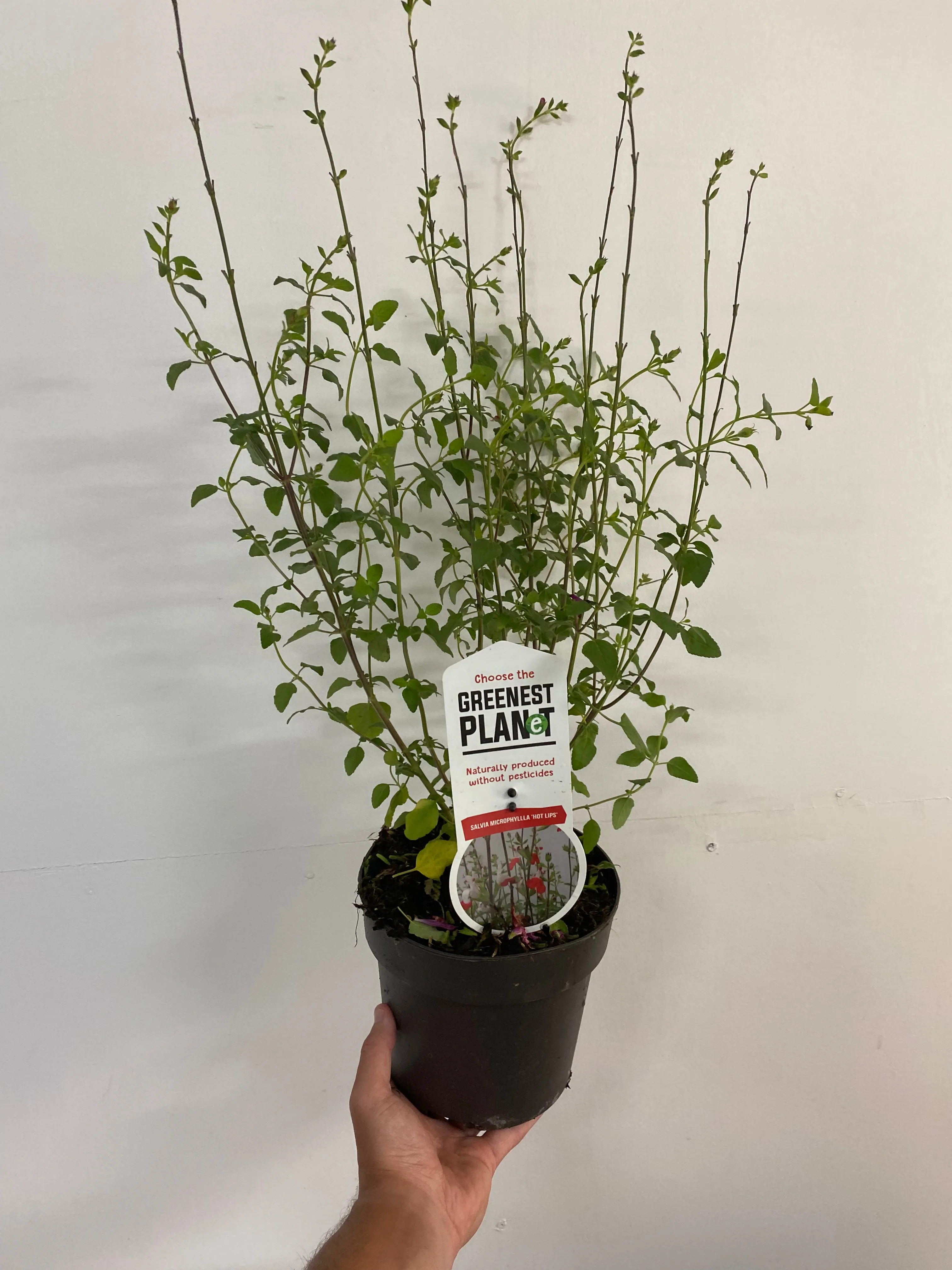 Salvia 'Hot Lips' 1L/2L