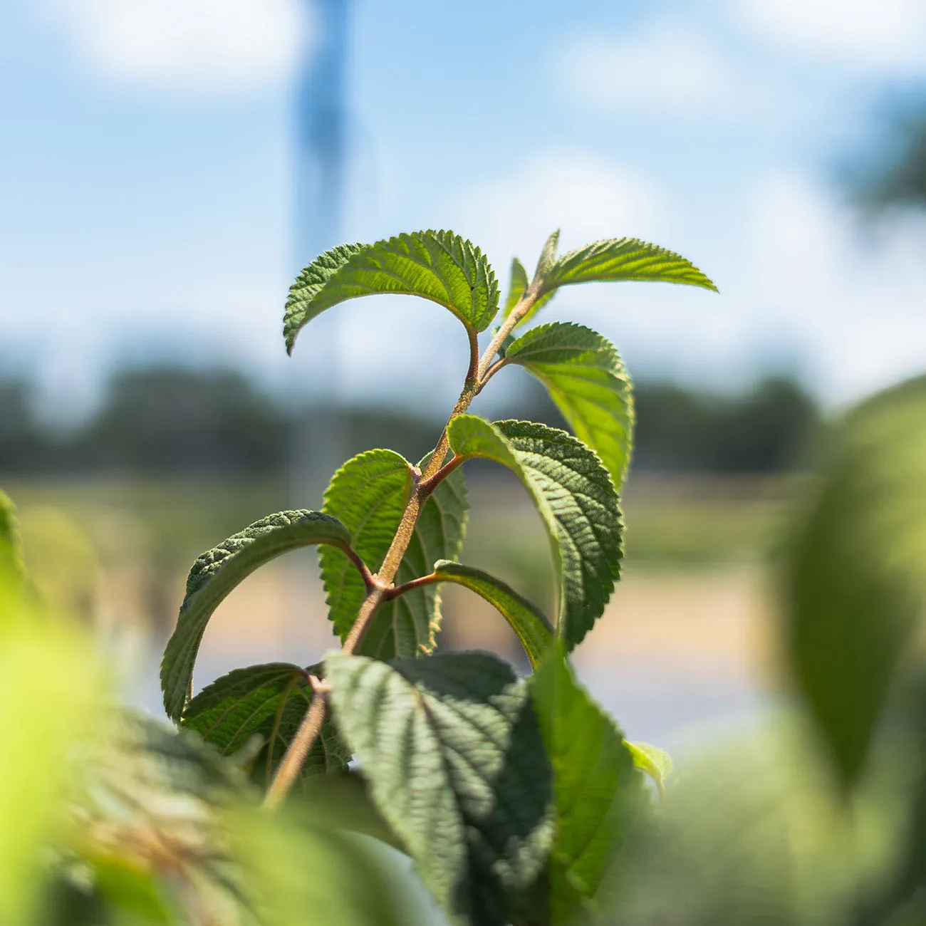 Shasta Viburnum Shrub