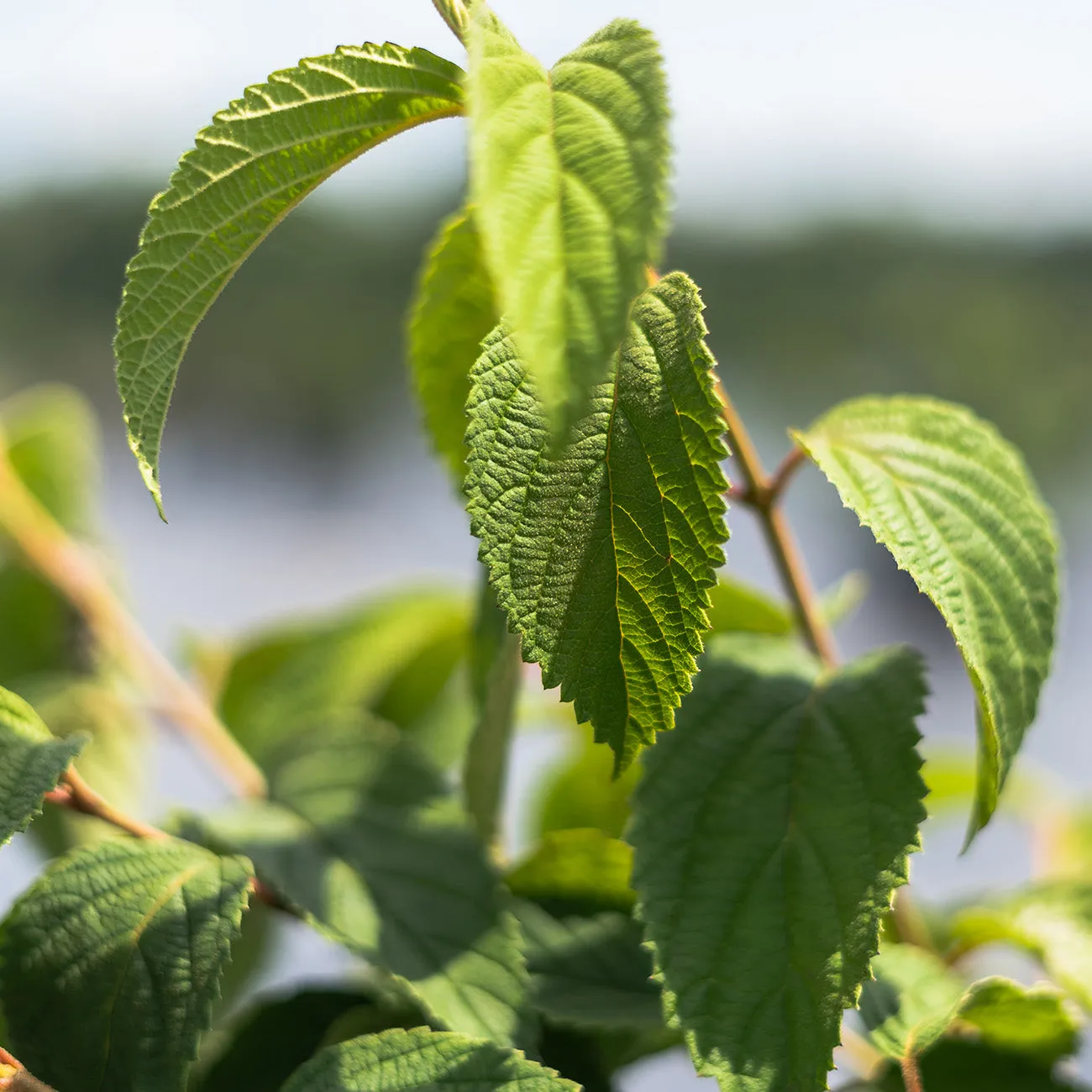 Shasta Viburnum Shrub