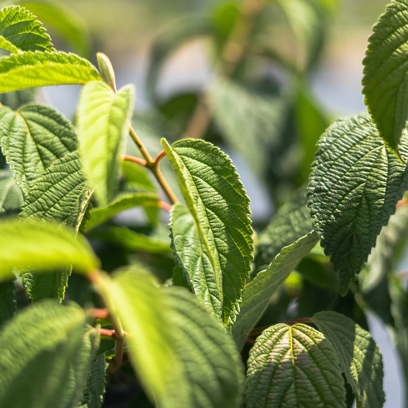 Shasta Viburnum Shrub