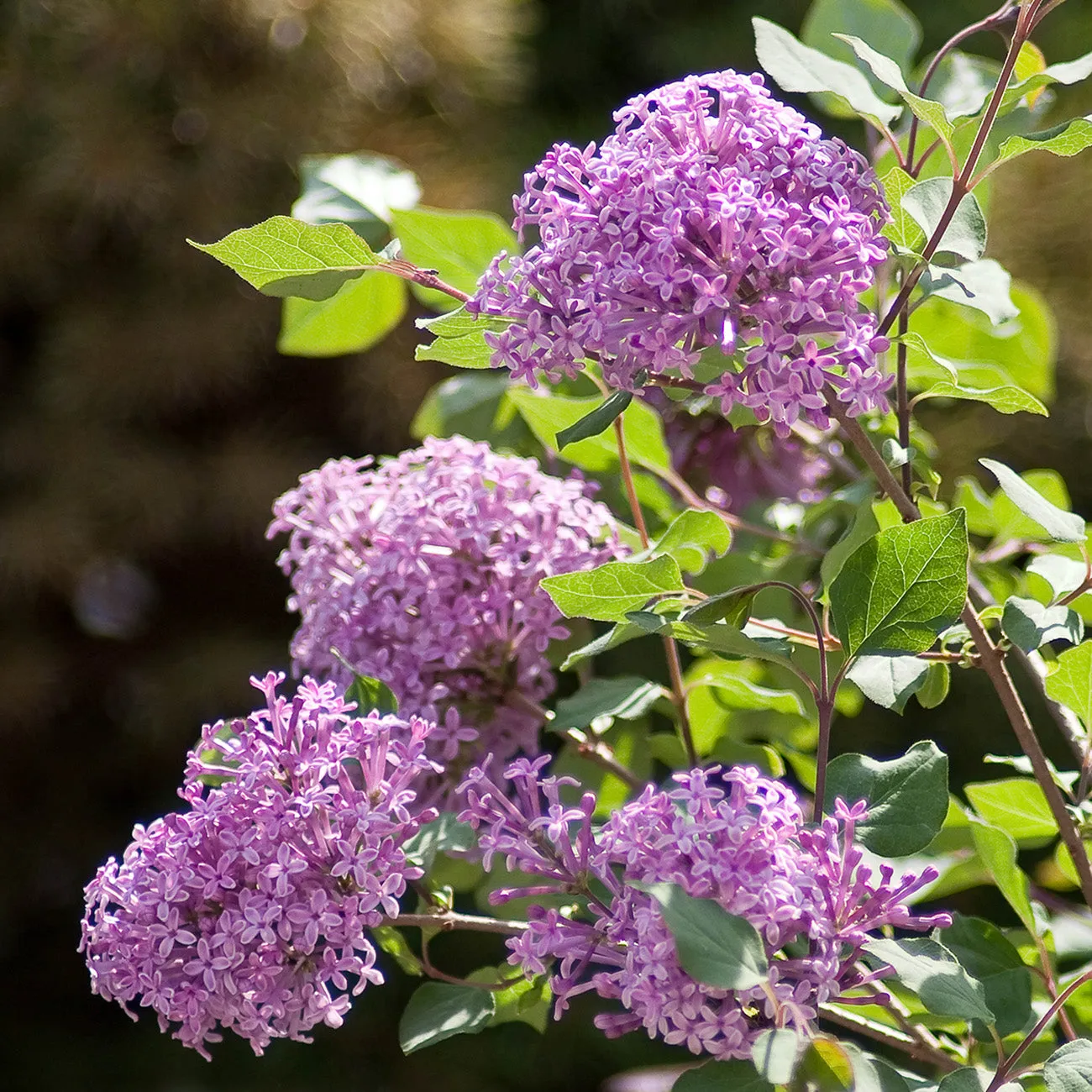 Syringa Bloomerang® Dark Purple Lilac Bush