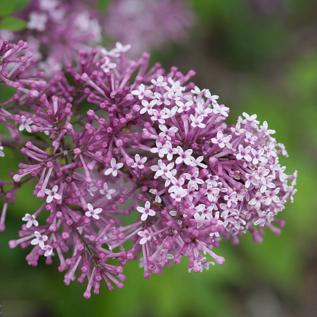 Syringa Bloomerang® Dark Purple Lilac Bush