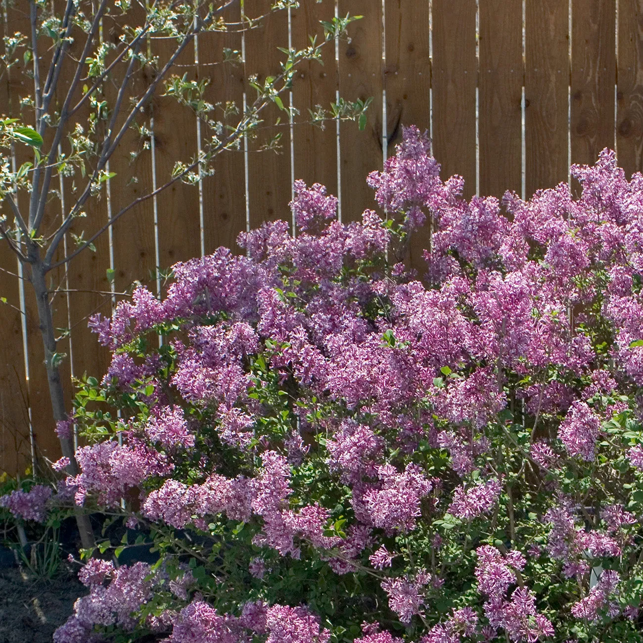 Syringa Bloomerang® Dark Purple Lilac Bush