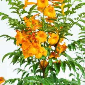 Tecoma Chicklet Orange Trumpet Vine