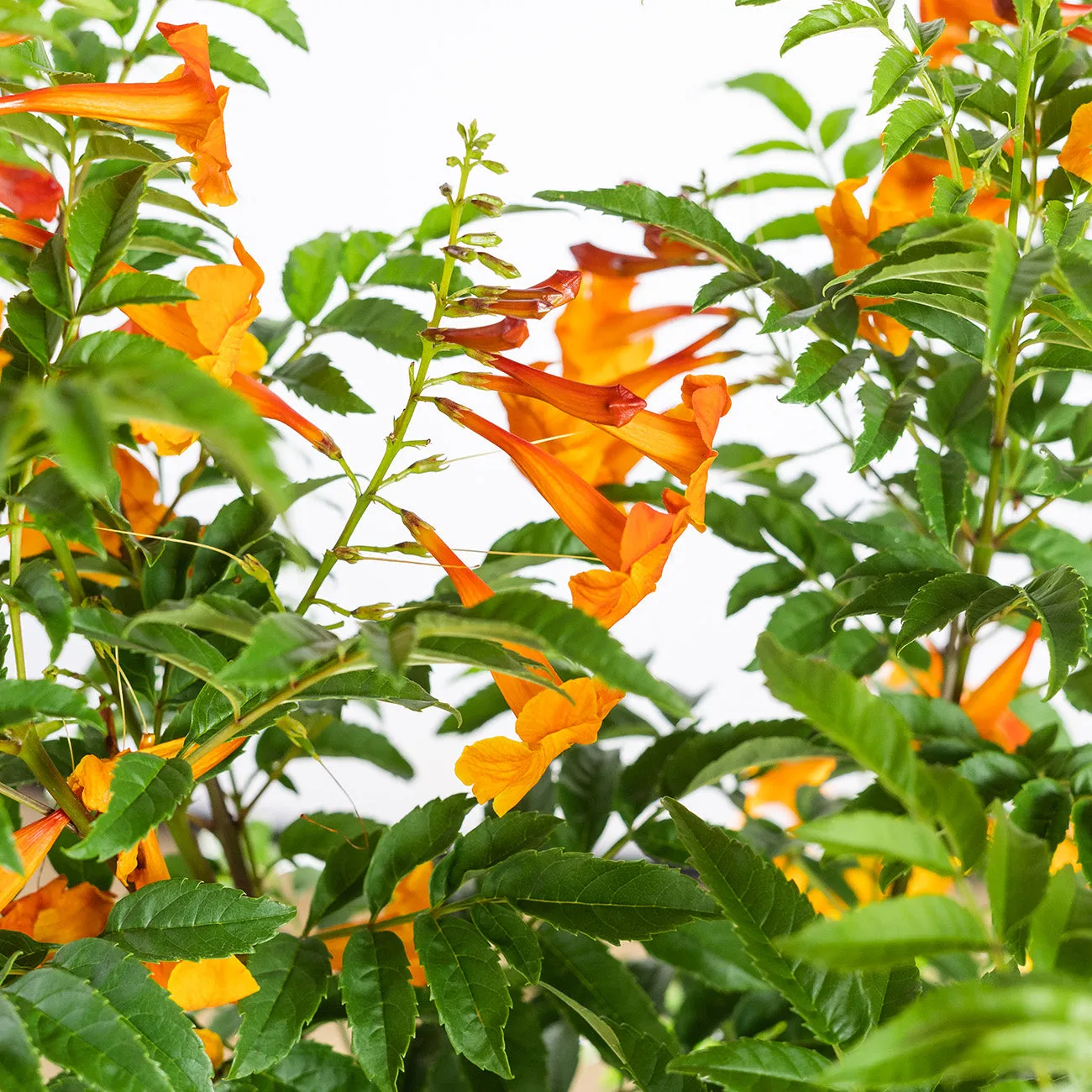 Tecoma Chicklet Orange Trumpet Vine