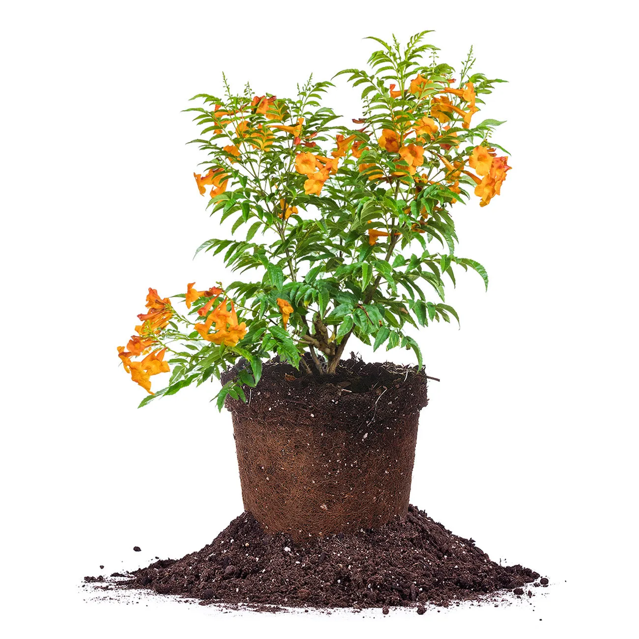 Tecoma Chicklet Orange Trumpet Vine