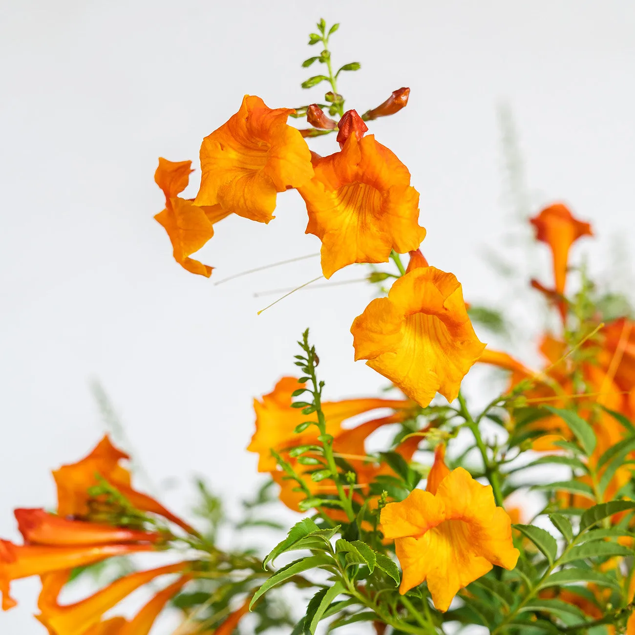 Tecoma Chicklet Orange Trumpet Vine