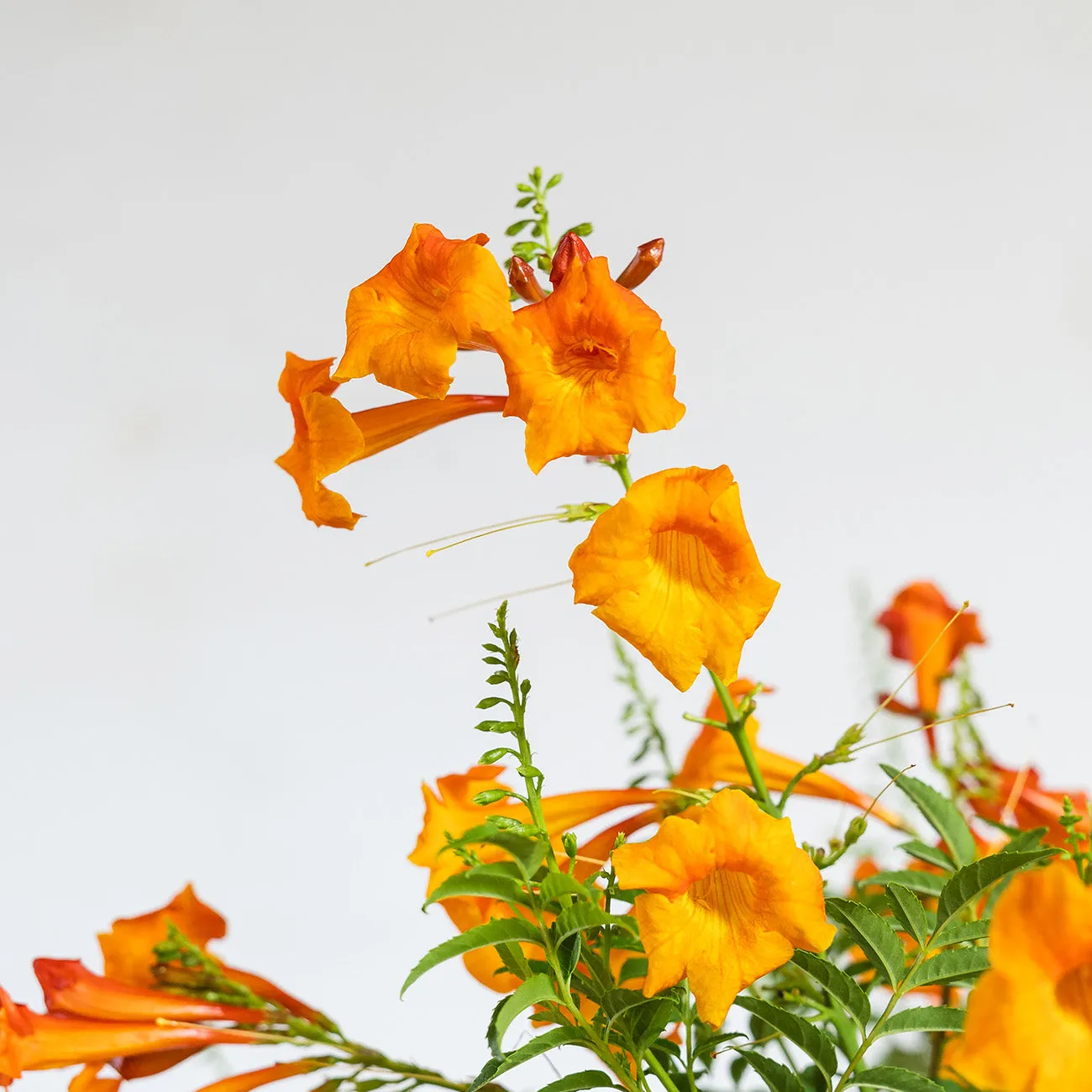 Tecoma Chicklet Orange Trumpet Vine
