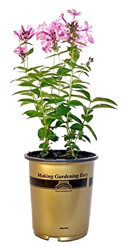 Volcano® Pink Garden Phlox