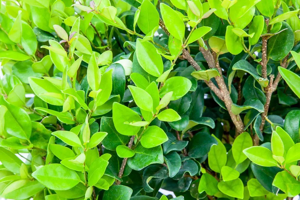 Waxleaf Ligustrum