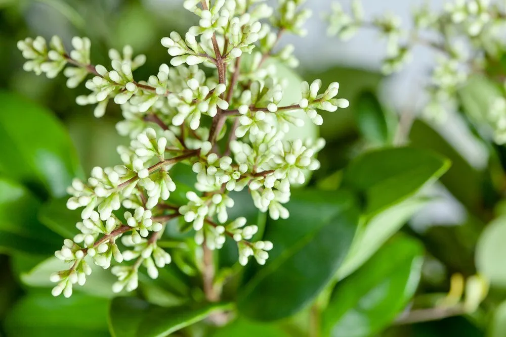 Waxleaf Ligustrum