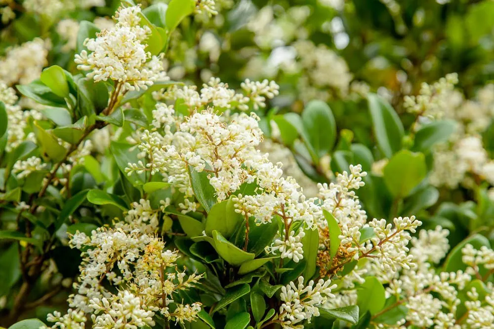 Waxleaf Ligustrum