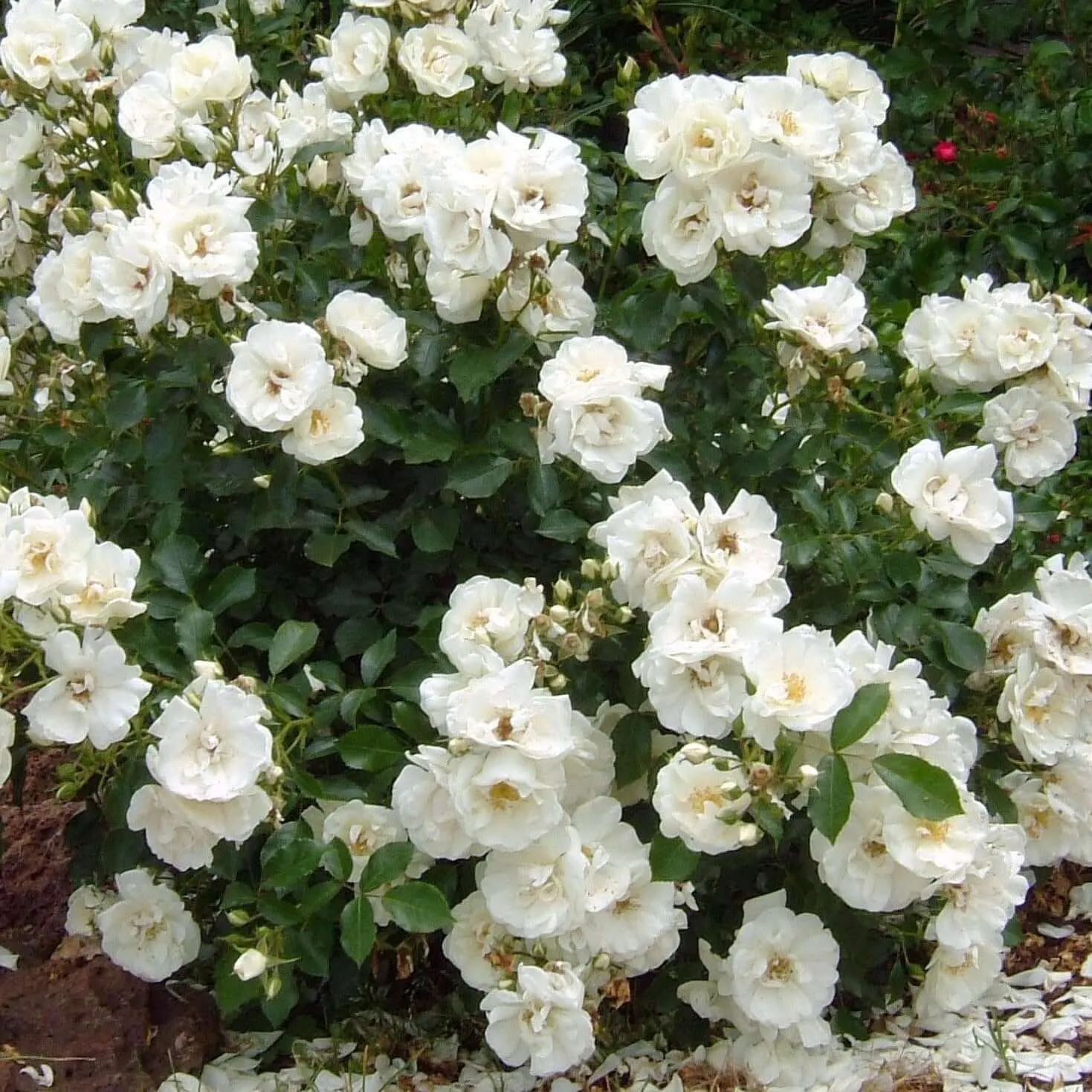 White Flower Carpet Groundcover Rose