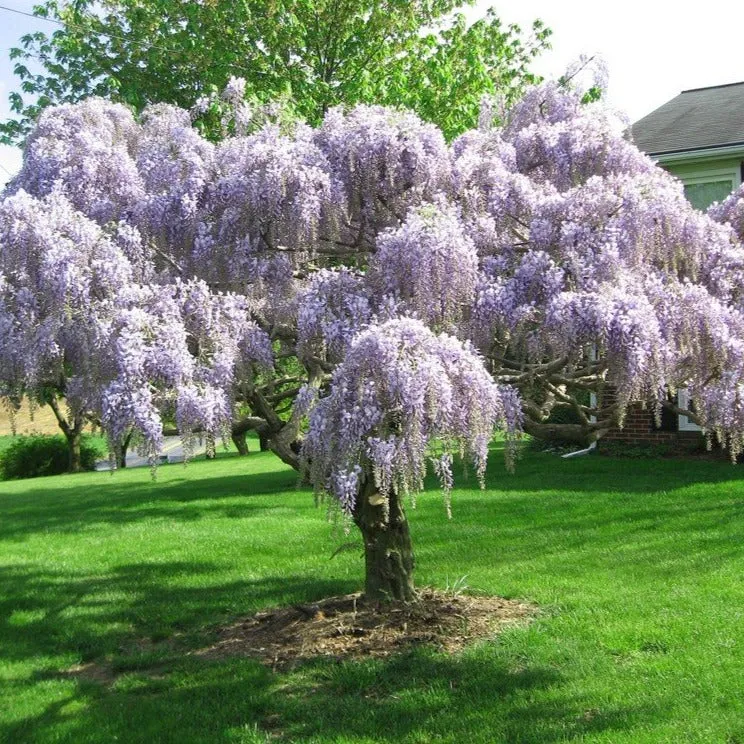 Wisteria Tree