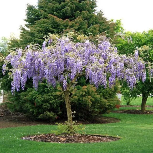 Wisteria Tree